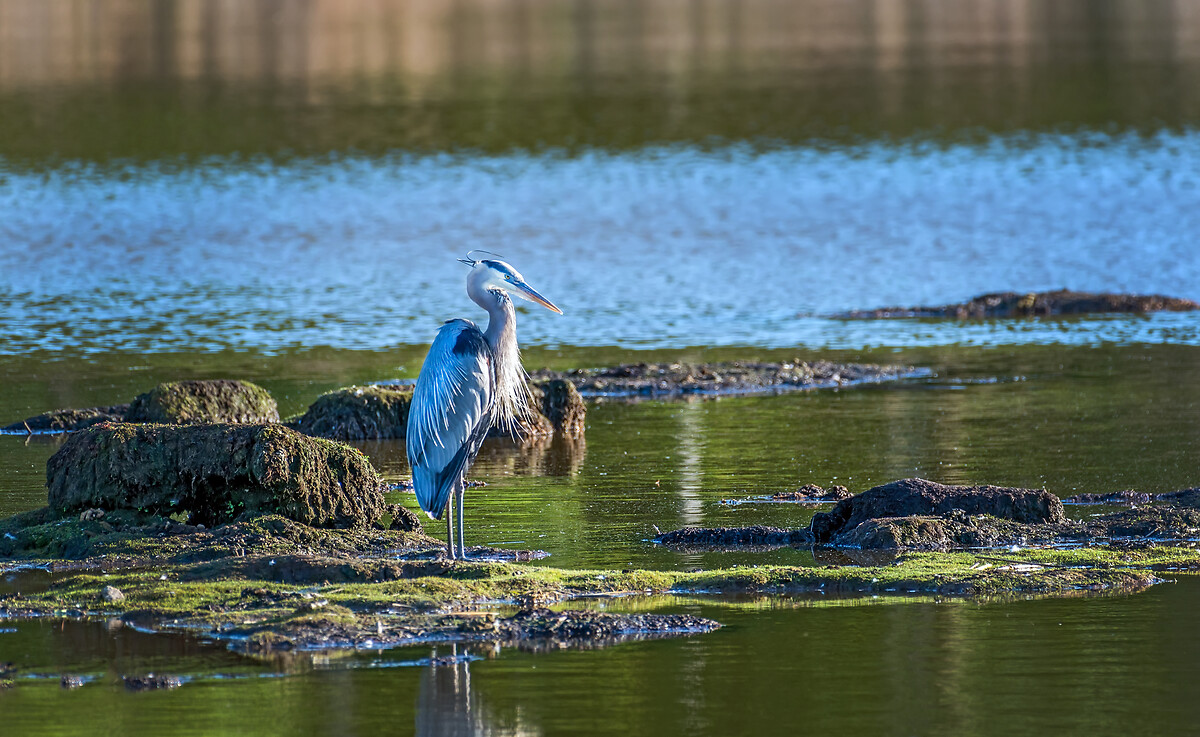 Managing nitrogen pollution in Chesapeake Bay